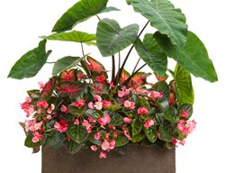 Plant Containers
Garden Design
Calimesa, CA