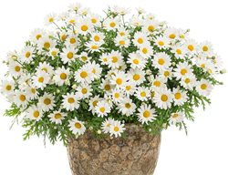 Plant Cool-Season Annuals For Color
Garden Design
Calimesa, CA