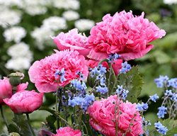 Plant Cool-Season Annuals 
Garden Design
Calimesa, CA