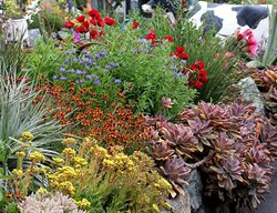 Plant Cool-Season Annuals
Garden Design
Calimesa, CA