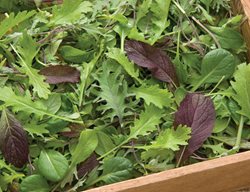 Plant Cool-Season Crops 
Garden Design
Calimesa, CA