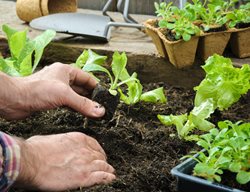 Plant Cool-Season Crops
Garden Design
Calimesa, CA