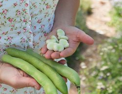 Plant Cool-Season Edibles
Garden Design
Calimesa, CA