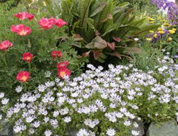 Plant Cool-Season Flowers
Garden Design
Calimesa, CA