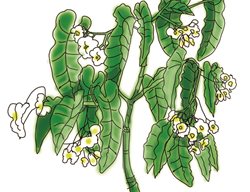 Plant, Drawing, Begonia
Garden Design
Calimesa, CA