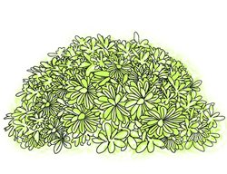 Plant, Drawing, Pittosporum
Garden Design
Calimesa, CA