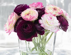 Plant Early Summer Bulbs, Corms & Tubers
Garden Design
Calimesa, CA