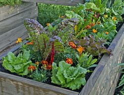 Plant Flowers In Your Kitchen Gardens
Garden Design
Calimesa, CA