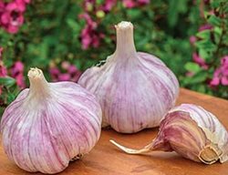 Plant Garlic
Garden Design
Calimesa, CA