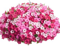 Plant Hanging Baskets 
Garden Design
Calimesa, CA