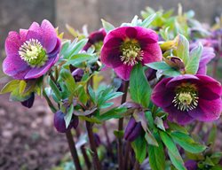 Plant Hellebores 
Garden Design
Calimesa, CA