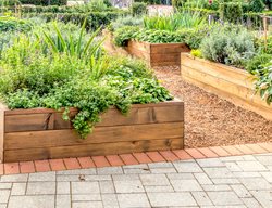Plant Herbs
Garden Design
Calimesa, CA