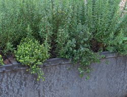 Plant Herbs
Garden Design
Calimesa, CA