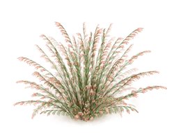 Plant Hunter
Garden Design
Calimesa, CA