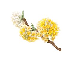 Plant Hunter
Garden Design
Calimesa, CA