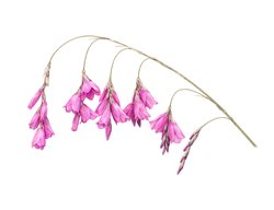 Plant Hunter
Garden Design
Calimesa, CA