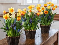 Plant Indoor Bulbs
Garden Design
Calimesa, CA