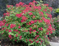 Plant Landscape Roses
Garden Design
Calimesa, CA