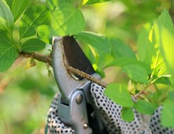 Plant Maintenance
Garden Design
Calimesa, CA