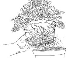 Plant, Maintenance, Roots
Garden Design
Calimesa, CA