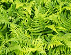 Plant Native Sod Or Wildflower Sod
Garden Design
Calimesa, CA