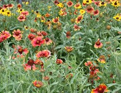 Plant Native Southern Wildflowers
Garden Design
Calimesa, CA