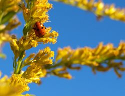 Plant Natives
Garden Design
Calimesa, CA