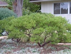 Plant Natives
Garden Design
Calimesa, CA