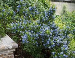 Plant New Garden Beds	
Garden Design
Calimesa, CA