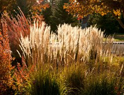 Plant Ornamental Grasses & Rushes
Garden Design
Calimesa, CA