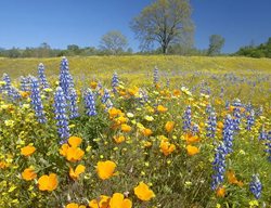 Plant Other Southwest Natives
Garden Design
Calimesa, CA