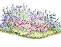 Plant Packages
Garden Design
Calimesa, CA