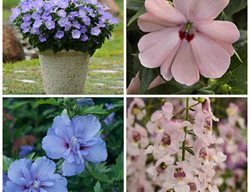 Plant Palette, Pantone
Garden Design
Calimesa, CA