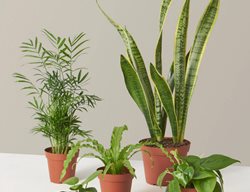 Plant Parent Set
Garden Design
Calimesa, CA