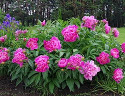 Plant Peonies
Garden Design
Calimesa, CA