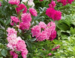 Plant Peonies
Garden Design
Calimesa, CA