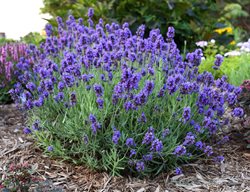 Plant Perennials
Garden Design
Calimesa, CA