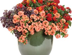 Plant Pot With Orange Lantana, Orange Lantana
Proven Winners
Sycamore, IL