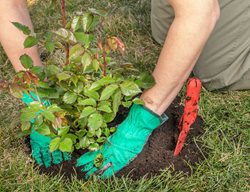 Plant Roses Or Remove Winter Protection
Garden Design
Calimesa, CA