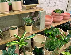 Plant Sales
Garden Design
Calimesa, CA