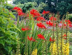 Plant Spring-Planted Bulbs
Garden Design
Calimesa, CA
