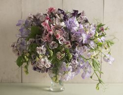 Plant Sweet Peas And Other Annual Flowers
Garden Design
Calimesa, CA