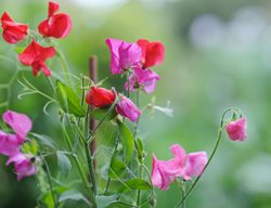 Plant Sweet Peas In Starter Pots
Garden Design
Calimesa, CA