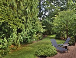 Plant Trees And Shrubs
Garden Design
Calimesa, CA