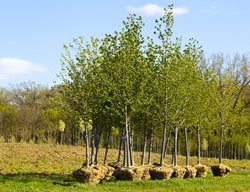 Plant Trees Now Through October
Garden Design
Calimesa, CA