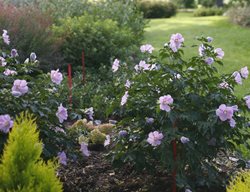 Plant Tropicals
Garden Design
Calimesa, CA
