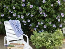 Plant Tropicals
Garden Design
Calimesa, CA