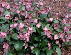 Plant & Use Hellebores
Garden Design
Calimesa, CA