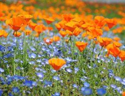 Plant Wildflowers
Garden Design
Calimesa, CA