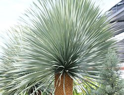 Plant Yuccas, Agaves, And Other Succulents
Garden Design
Calimesa, CA